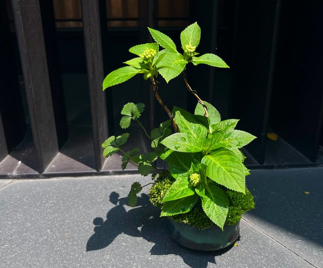 日本紫陽花アジサイ 霧島惠苔玉 設計館茉莉愛草mu Bonsai 植物 盆栽 盆景 Pinkoi