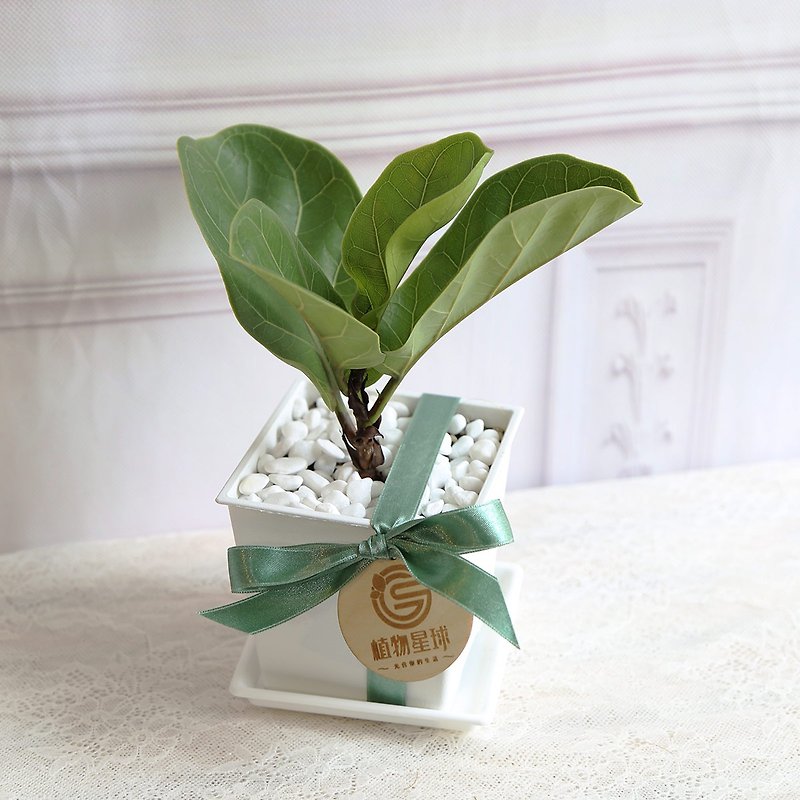 Wuyin Style Potted Plant*PD08/Qin Yerong/White Rectangular Pot/Wedding Objects/Exchanging Gifts/Opening Gifts - ตกแต่งต้นไม้ - พืช/ดอกไม้ 