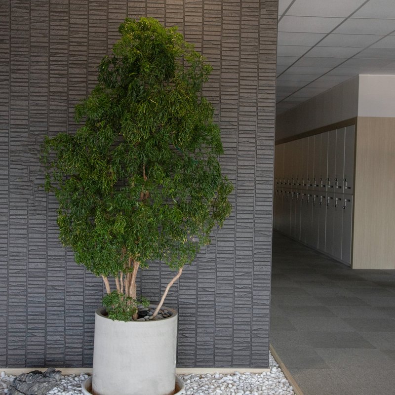 【室內盆栽】福祿桐盆栽(大) 開幕盆栽 盆栽送禮 升遷送禮 - 盆栽/植栽 - 植物．花 綠色