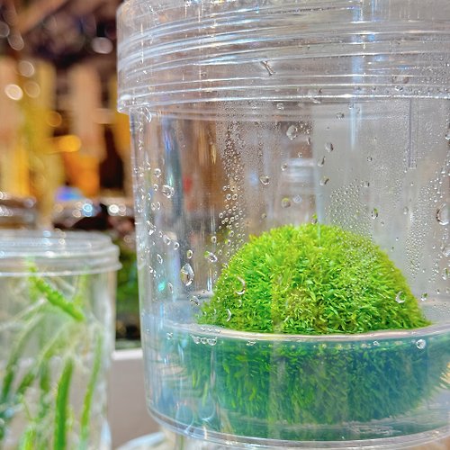 小室瓶栽 小室瓶栽 吃果凍長大的植物 自然風禾葉狸藻 新品預購 限量商品