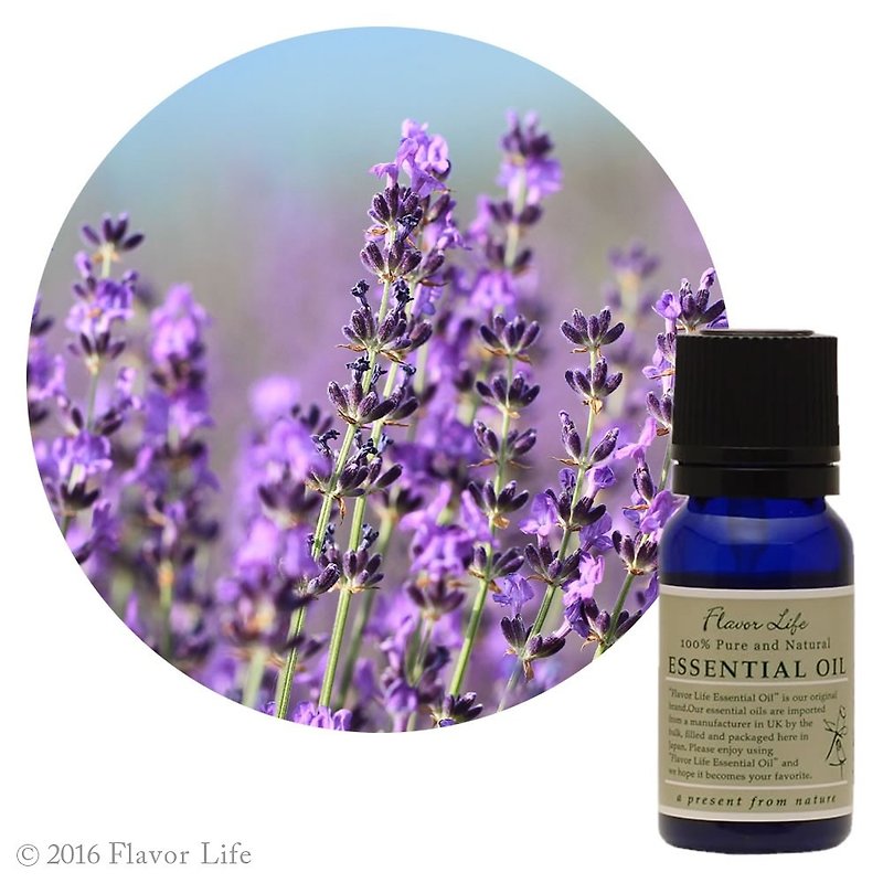 [Real Lavender Essential Oil] Lavandula angustifolia (Lavender) - Fragrances - Essential Oils Purple
