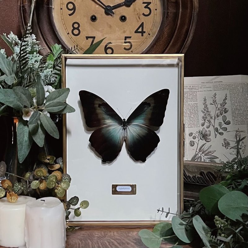 Moonlight Night ∣ Lunar Butterfly_Butterfly Specimen - Picture Frames - Glass Multicolor