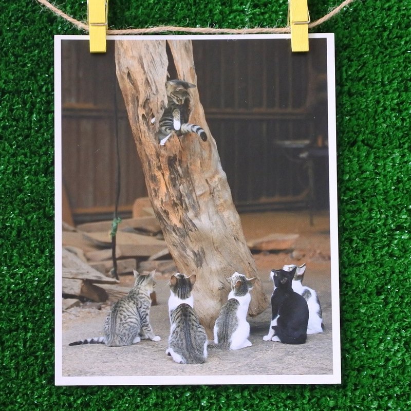 Cat's photo postcard - การ์ด/โปสการ์ด - กระดาษ 