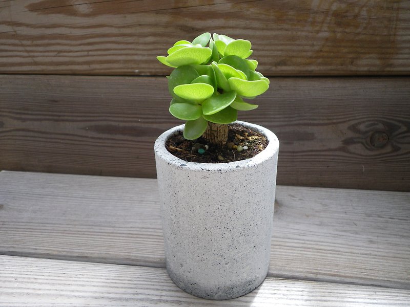 [Cup-shaped deep pot] Cement flower/ Cement potted plant/ Cement planting (plants not included) - ตกแต่งต้นไม้ - ปูน ขาว