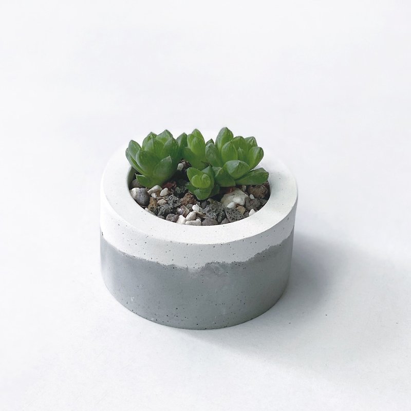 (Pre-Order) White-Grey Gradient Series | Crystal Temple Grass Yulu Small Round Gradient Cement Succulent Plant - ตกแต่งต้นไม้ - พืช/ดอกไม้ สีเทา