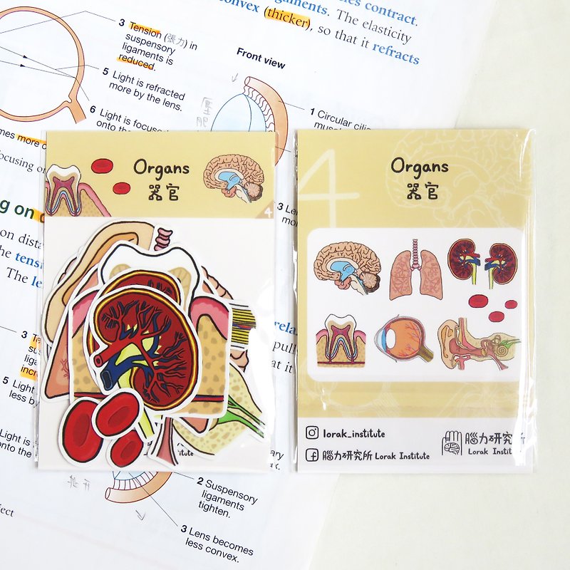 塑膠 貼紙 - 器官 內臟貼紙組 (I) / 10個入 / 大腦 肺部 耳朵 腎 牙齒 眼晴