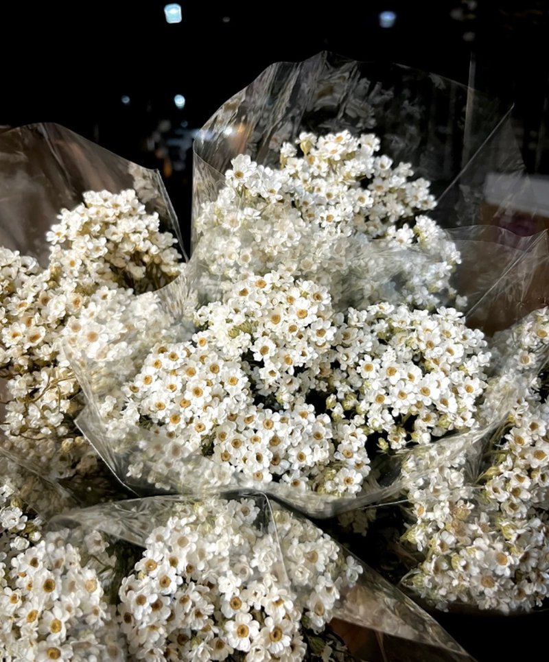HUA禮復古華麗法國白梅 - 乾燥花/永生花 - 植物．花 