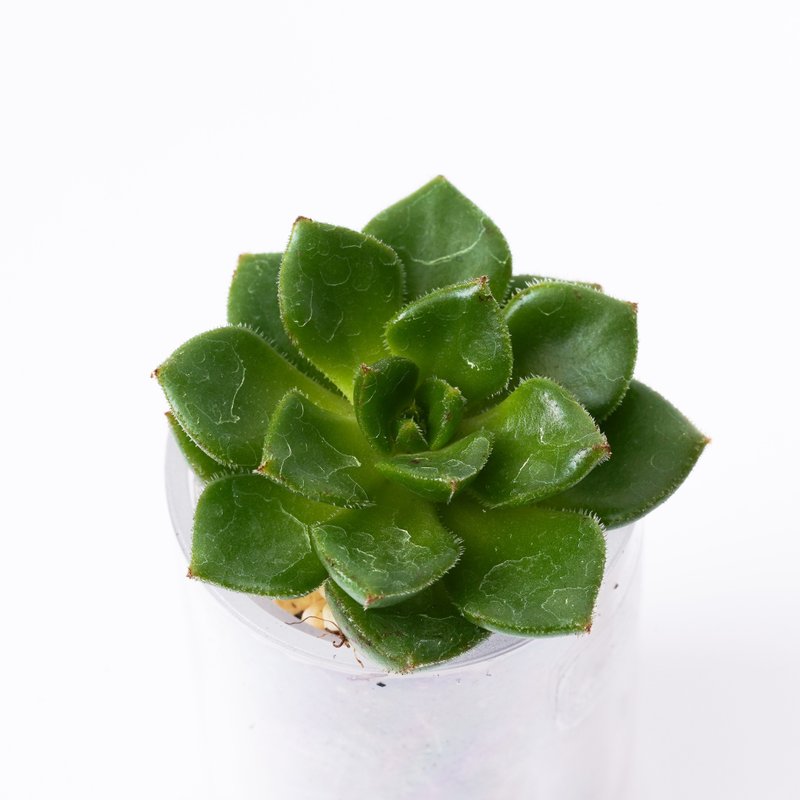 【Green Flame】Succulents Smart Potting Jar | Shiguang - Plants - Plants & Flowers 