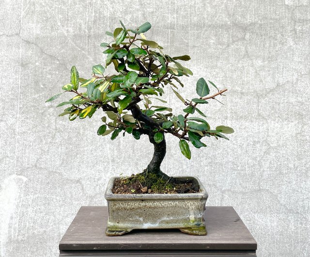 小品盆栽-日本斑葉茱萸盆景野趣小品盆栽Rustic Charm Bonsai｜植