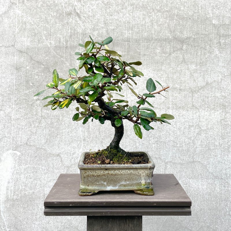 Small bonsai-Japanese variegated dogwood bonsai - ตกแต่งต้นไม้ - พืช/ดอกไม้ 