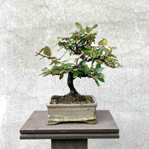 柴勝 小品盆栽 500x0.jpg