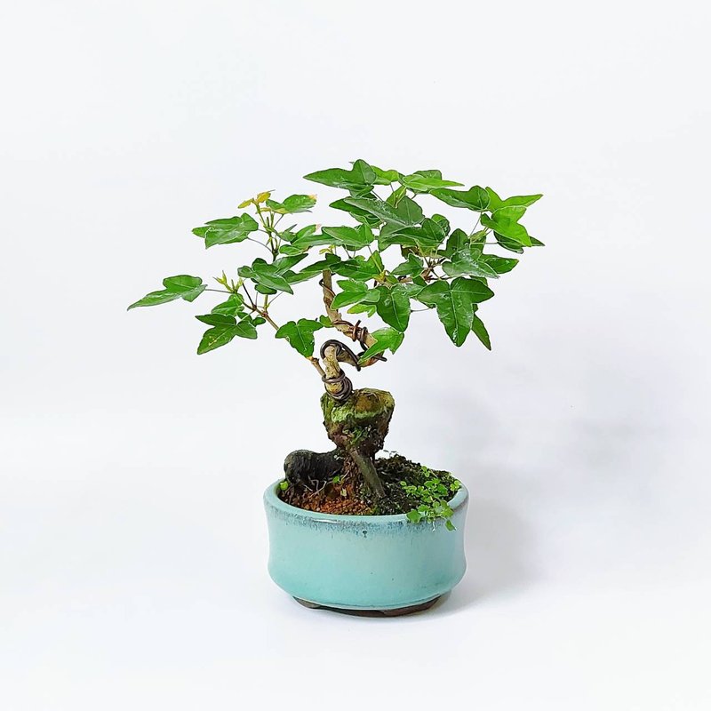 【秋冬季盆栽】小品盆栽・唐楓・トウカエデ - 盆栽/植栽 - 植物．花 