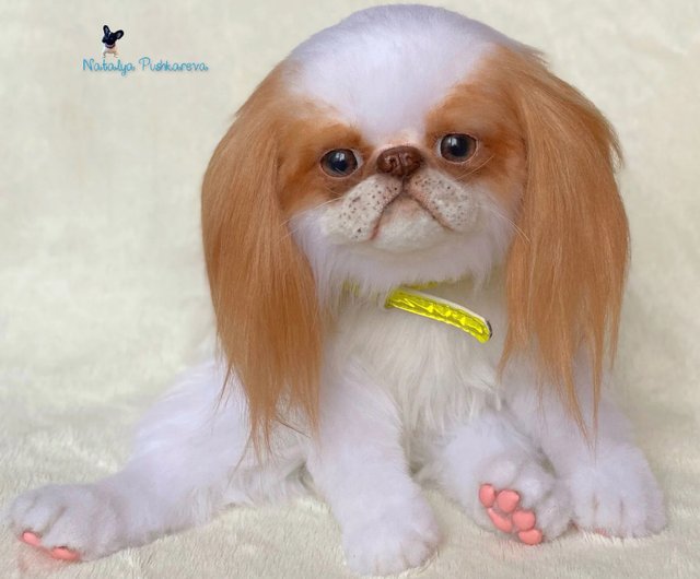 Shaved sales japanese chin