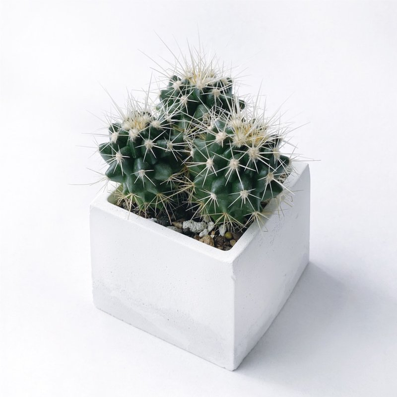 (預購) 白灰漸層系列 | 金琥仙人掌 方形雙色水泥植栽 - 盆栽/植栽 - 植物．花 灰色