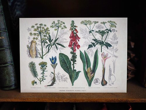 Reborn Antique 古董雜貨鋪 1900年英國植物/蕈菇類圖鑑系列 復刻版明信片 D款