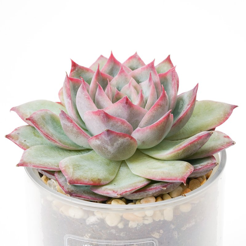 【獵戶座】多肉 植物 智慧型盆栽罐 | 蒔光 - 植栽/盆栽 - 植物．花 