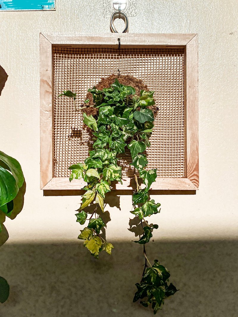 【常春藤畫框】 質感畫框/ 室內植栽/ 室內植物 - 盆栽/植栽 - 植物．花 綠色