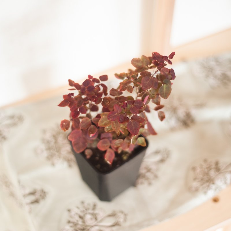 [Autumn Plants] Little Red Maple Sorrel | Novice Potted Plants | Mountain Wild Grass Potted Plants - ตกแต่งต้นไม้ - พืช/ดอกไม้ สีแดง