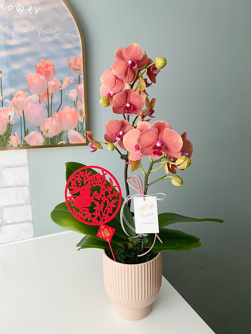 Flowers/New Year Phalaenopsis/Flowers Potted New Year Flower Gifts New Year Gifts New Year Decoration - Plants - Other Materials 