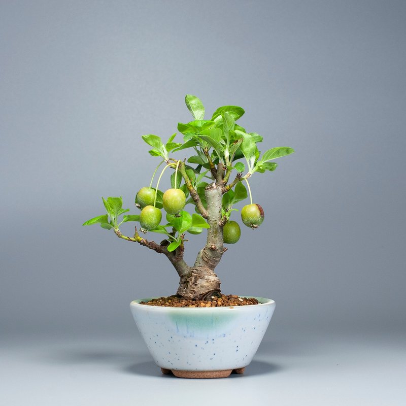 [Japanese Plants] Hime Apple Sketch Potted Flowers and Fruits Potted Plants - ตกแต่งต้นไม้ - พืช/ดอกไม้ 