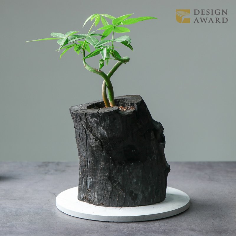 REWOOD炭盆栽 | 馬拉巴栗   送禮 /居家佈置/淨化空氣/植栽 - 盆栽/植栽 - 植物．花 