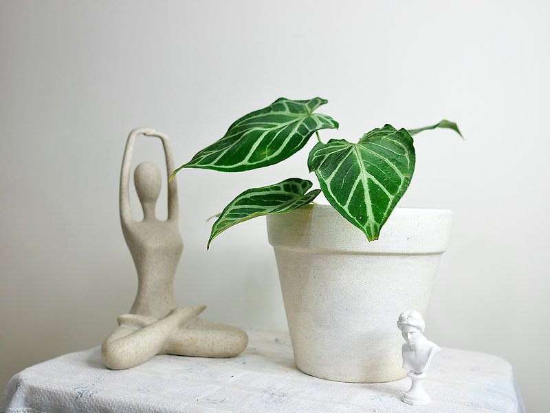 手工噴沙素陶盆 - 花瓶/陶器 - 陶 