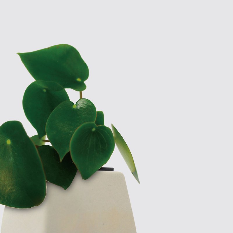 │ Square Pot Series │ Lotus Leaf Pepper Grass - Air Purification Hydroponic Potted Ceramic Pot - ตกแต่งต้นไม้ - พืช/ดอกไม้ 