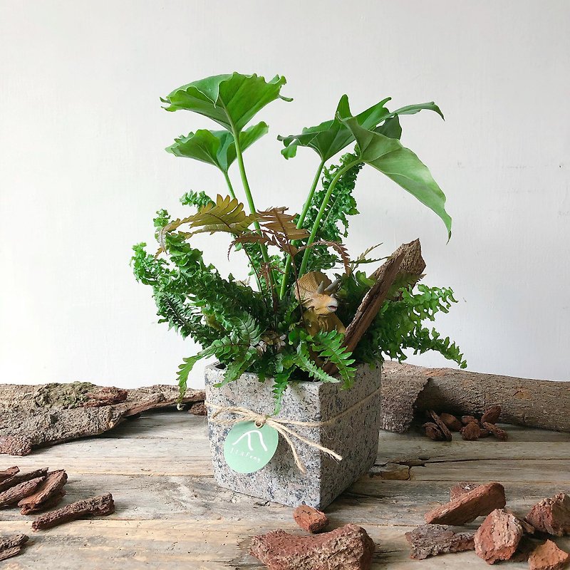 Dinosaur fern cement pot planting - Plants - Plants & Flowers Green