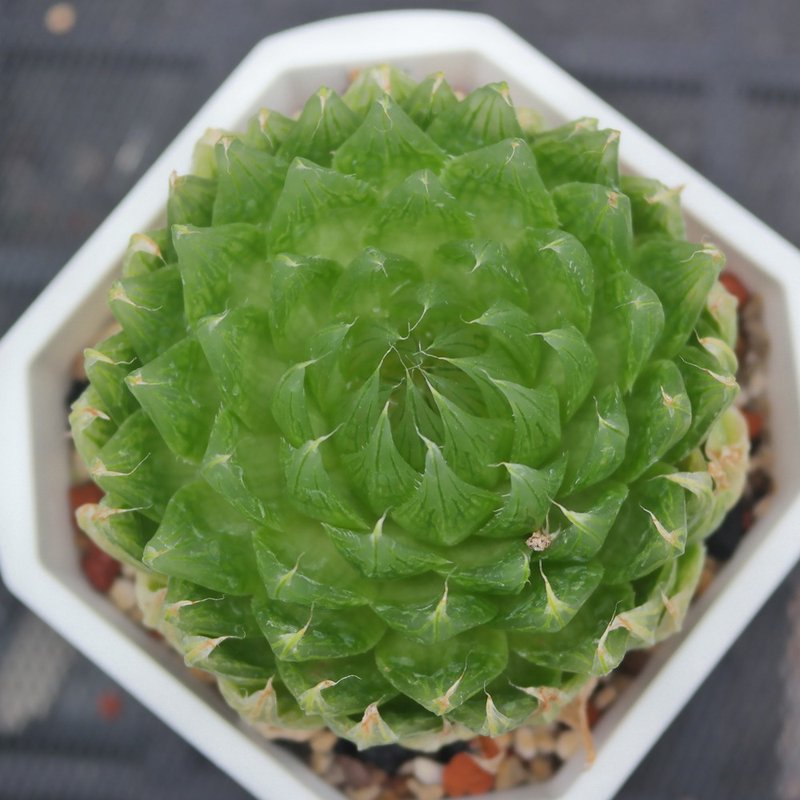【荳荳多肉】【櫻水晶】喬遷│送禮│升遷│多肉植物 - 盆栽/植栽 - 植物．花 
