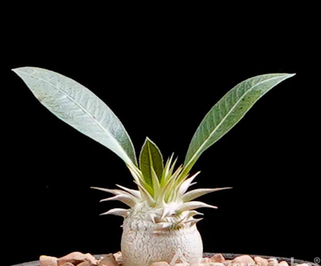 Pachypodium Eburneum 根塊茎を持つ珍しい多肉植物 ショップ Bj Succulents 観葉植物 Pinkoi