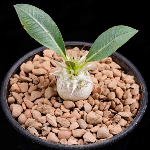 Pachypodium Eburneum 根塊茎を持つ珍しい多肉植物 ショップ Bj Succulents 観葉植物 Pinkoi