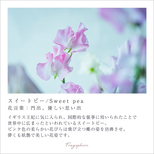 花のポスター スイートピー A4サイズ FWM-008A - ショップ Fragsphere