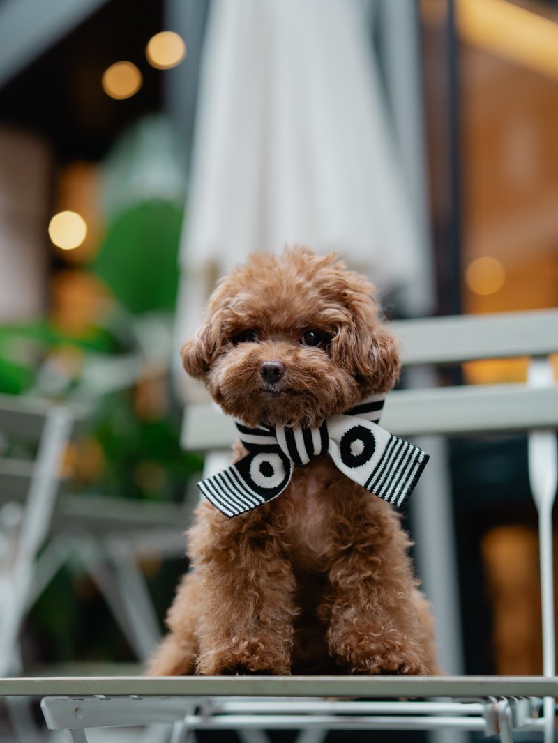 PET SCARF, HUMAN AND PET MATCHING SCARF - ชุดสัตว์เลี้ยง - ไฟเบอร์อื่นๆ สีแดง