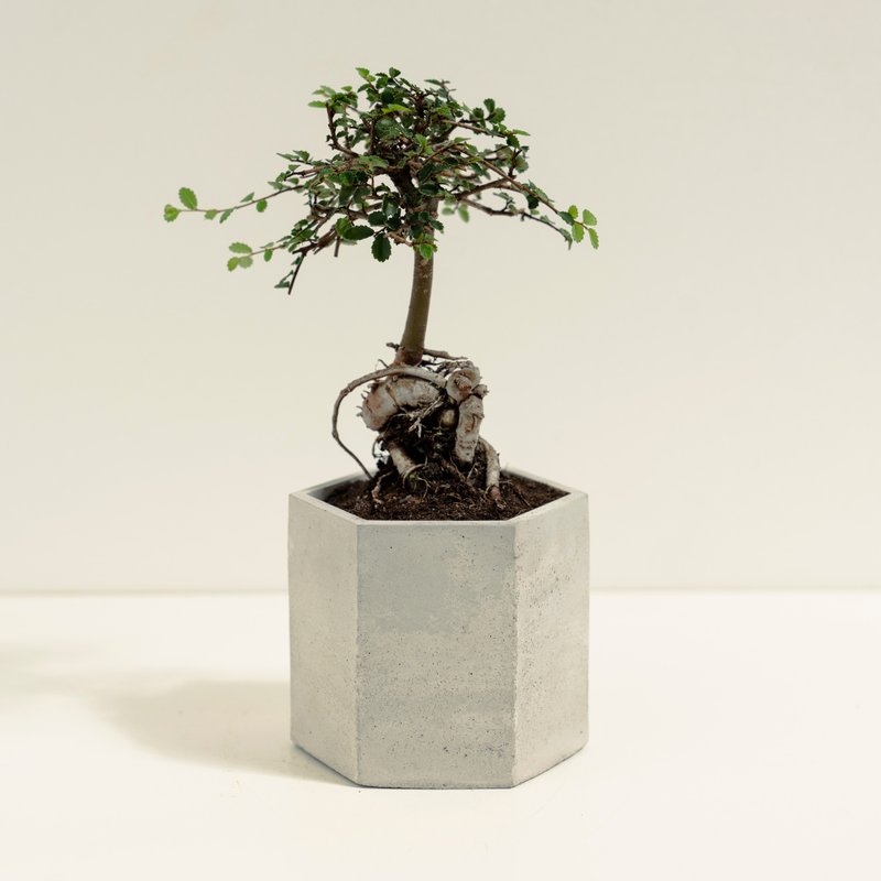 榆樹│泥作系列│福所栽 - 盆栽/植栽 - 水泥 綠色
