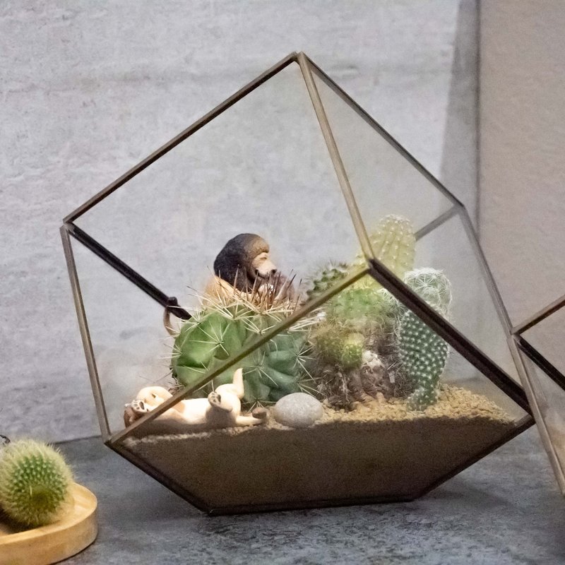大建築多肉植物 - 盆栽/植栽 - 植物．花 多色
