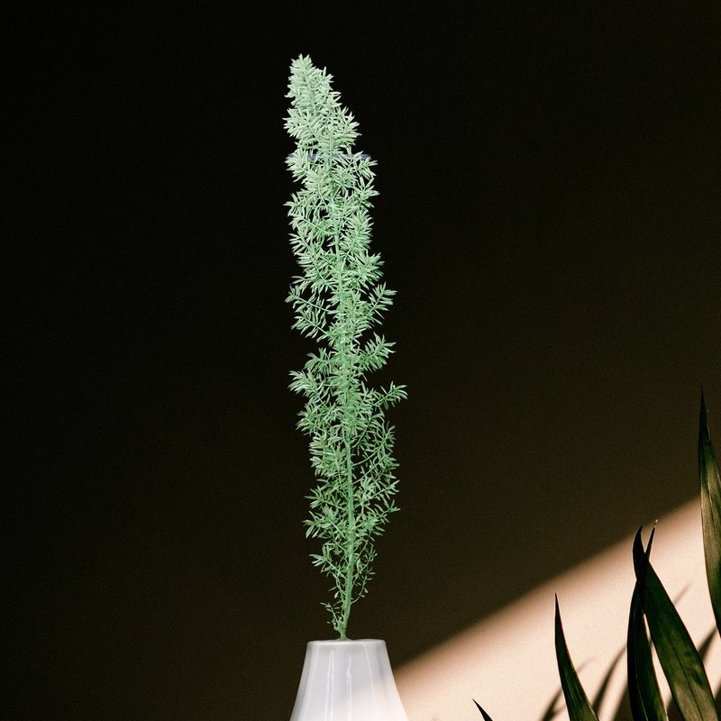 狐尾武竹 延色草系列 G02麥苗綠 植色木木 乾燥 永生 人造 - 乾燥花/永生花 - 植物．花 綠色