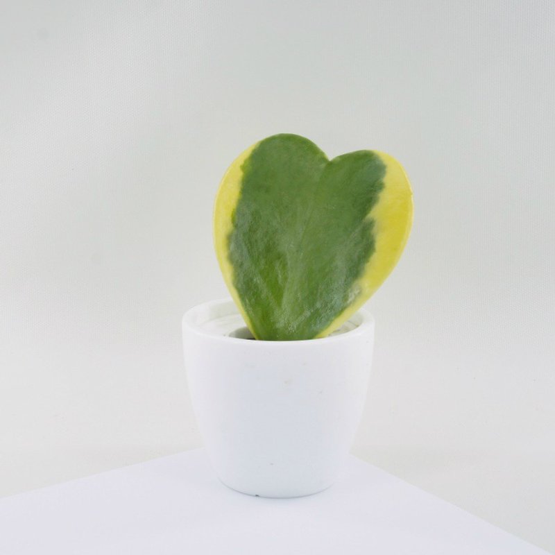│Xiliシリーズ│OneMindandOneMind-Succulentsハート型の葉の水耕栽培鉢植え - 観葉植物 - 寄せ植え・花 ホワイト