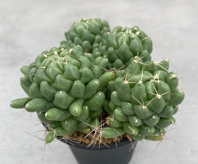 石化した金星 4頭 多肉サボテン D Longimamma Mostruosa ショップ Saturdays Succulents 観葉植物 Pinkoi