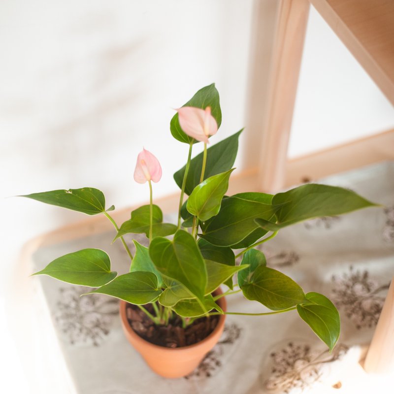 [Home Planting] Mini Flamingo Potted Plants | Shade-tolerant Planting | Gifts | Office Potted Plants - Plants - Plants & Flowers Pink