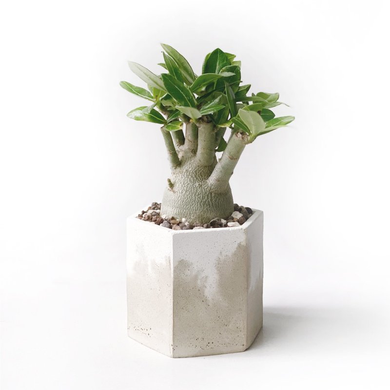 (Pre-Order) Milk Tea Series | Arabian Desert Rose Hexagonal Two-color Cement Succulent Plant - ตกแต่งต้นไม้ - พืช/ดอกไม้ สีกากี