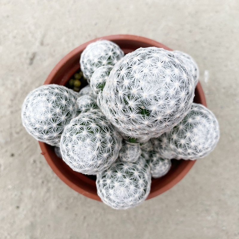 [Doudou Succulents] [Ji Chunxing] Housewarming│Gifts│Promotion│Succulents - Plants - Plants & Flowers 