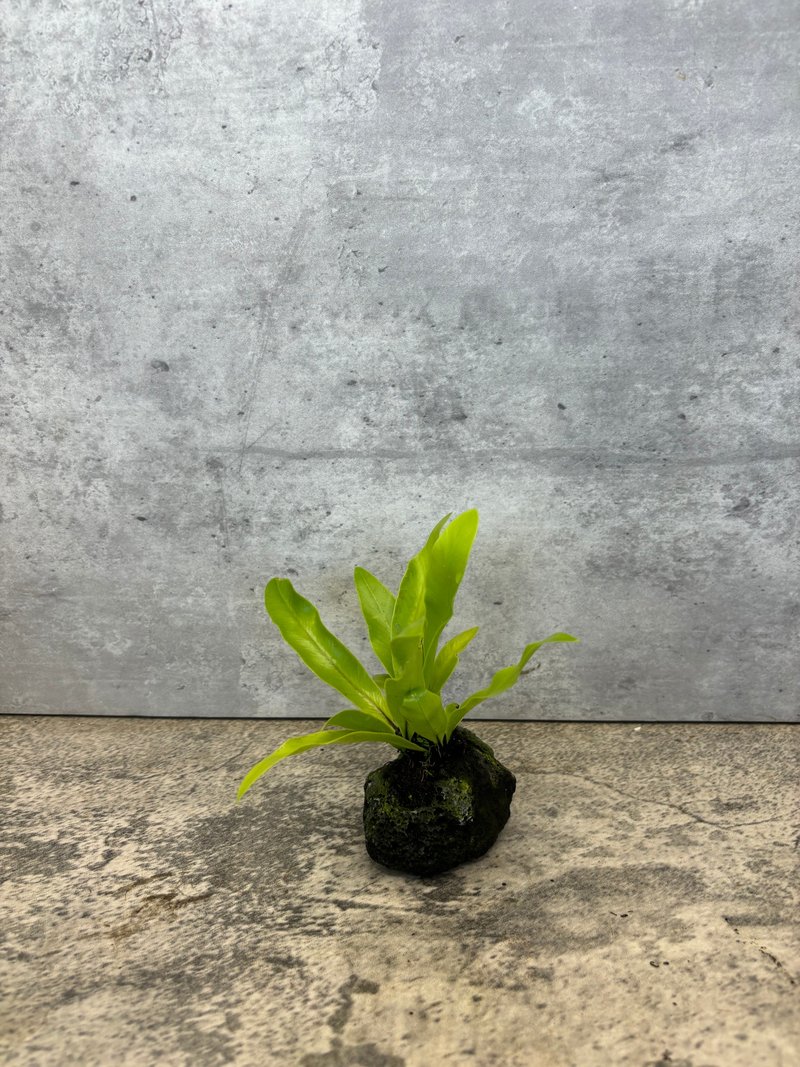 火山岩山蘇 天然岩石盆栽・綠意微景 - 植栽/盆栽 - 植物．花 