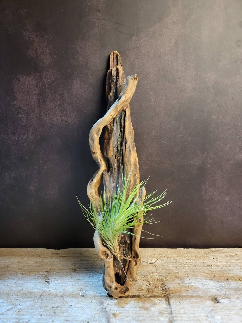 漂流木 | 植栽擺飾  |  Driftwood Art |  MU23100503 - 植物/盆栽/盆景 - 木頭 
