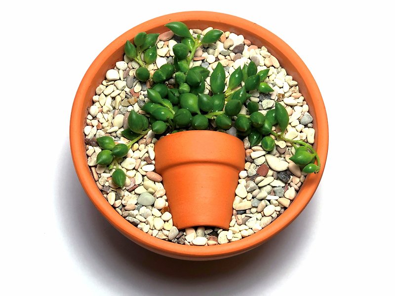 【Potted Plants】Inverted Plant Series_Xuanyue / Succulent Plants / Gift Planting Healing Graduation Gift - Plants - Plants & Flowers Green