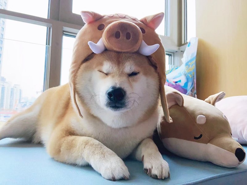 Barn house dog cross dress wild boar headgear pig leaps forward pet dog headg cat headgear - ชุดสัตว์เลี้ยง - ไฟเบอร์อื่นๆ 