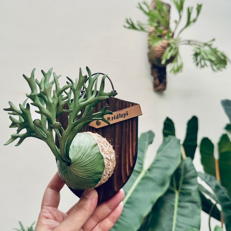 P. ridleyi 亞猴皮革鹿角蕨 - 擺飾/家飾品 - 真皮 