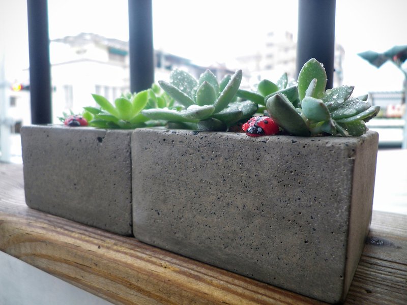 [Square shallow pot - ash cement flower] / cement flower pots / pot cement / cement planting / cement basin is (.. Excluding Stone plant earth) - Plants - Cement Gray