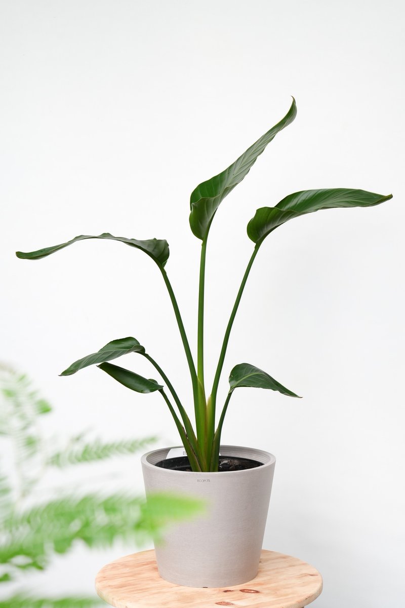 白花天堂鳥│有植 Yuzhi - 盆栽/植栽 - 植物．花 
