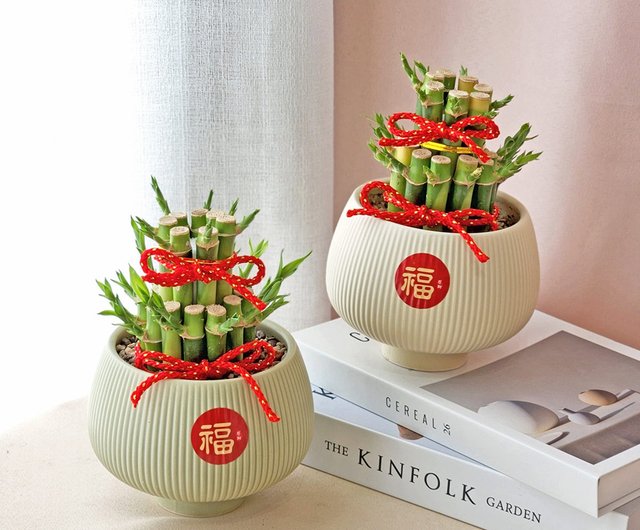 PD53 開運竹鉢植え/ディーフェンバッキア 新年に縁起が良い竹鉢植え