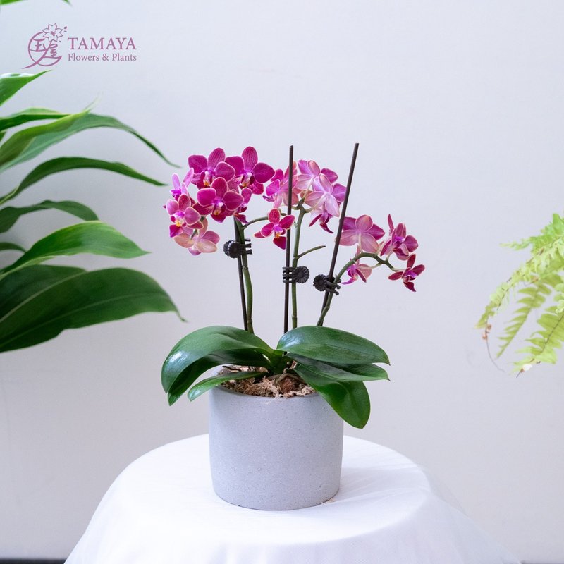 花火蝴蝶蘭 | 單株 - 盆栽/植栽 - 植物．花 粉紅色